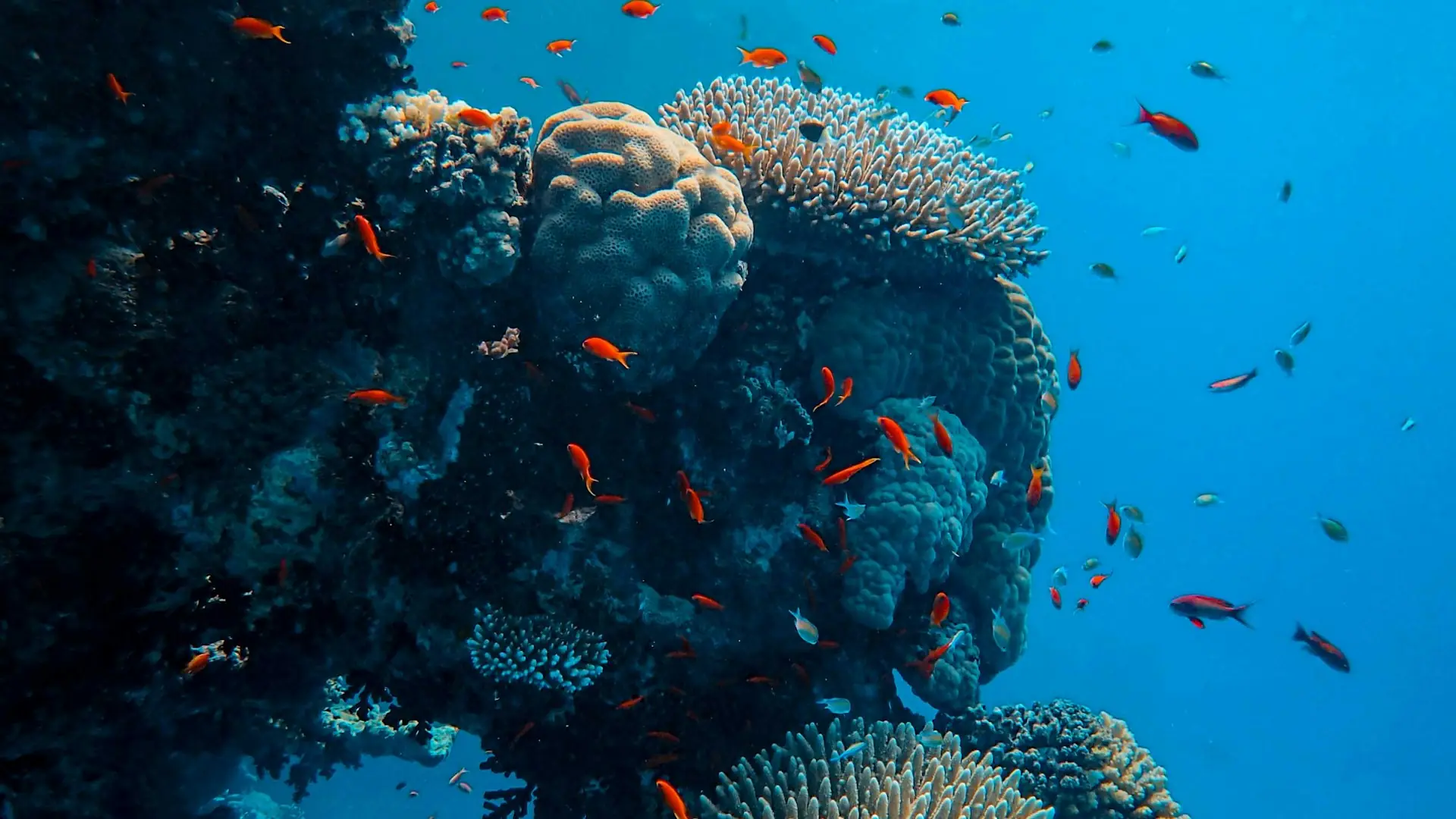 Great Barrier Reef, Australia